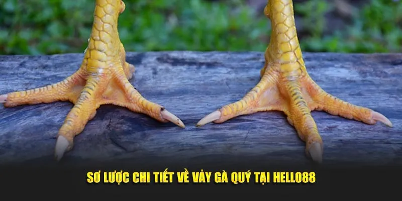 Sơ lược chi tiết về vảy gà quý tại Hello88