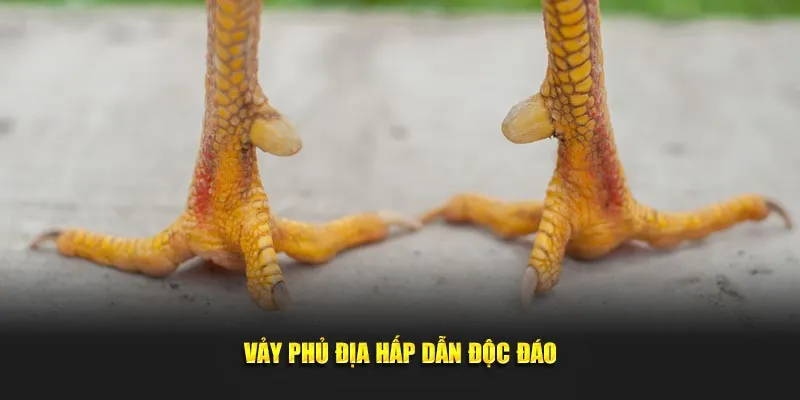 Vảy phủ địa hấp dẫn độc đáo
